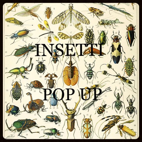 insetti, pop up